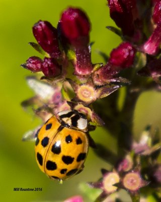 5F1A2407 Ladybug.psd