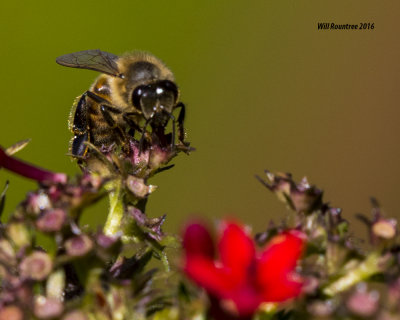5F1A2435 Honey Bee.psd