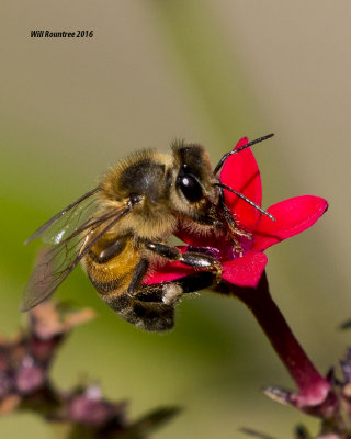 5F1A2445 Honey Bee.jpg