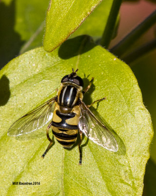 5F1A2471 Bee Fly.jpg