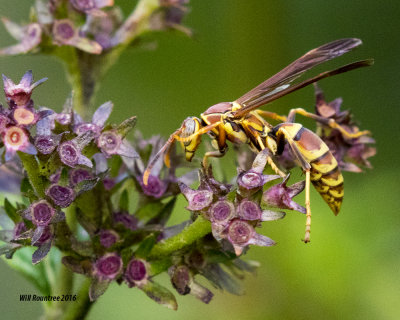 5F1A2521 Paper Wasp.jpg