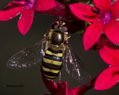 5F1A2575 Metasyrphus american.jpg