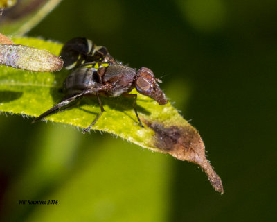 5F1A2545 Delphinia picta.jpg