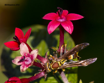 5F1A2603 Paper Wasp.jpg