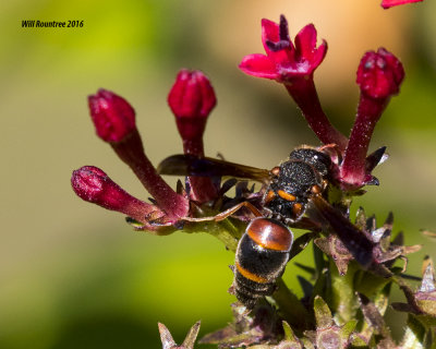 5F1A2645 Pachodynerus erynnis.jpg