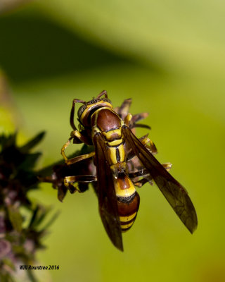 5F1A2666 paper wasp.jpg