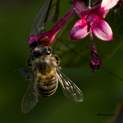 5F1A2680 Honey Bee.jpg