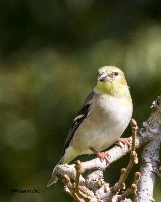 5F1A2702 American Goldfinch.jpg