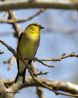 5F1A2721_American Goldfinch.jpg
