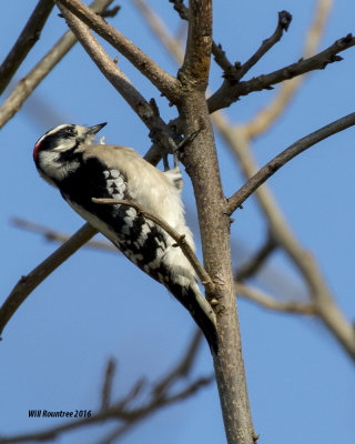 5F1A2769 Downy Woodpecker.jpg
