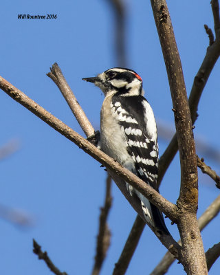 5F1A2776 Downy Woodpecker.jpg