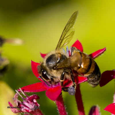 5F1A2803 Honey Bee.jpg