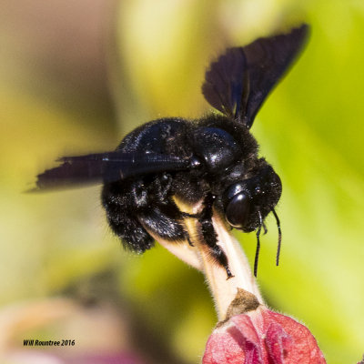 5F1A2821 Southern Carpenter Bee.jpg