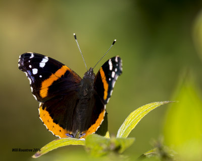5F1A2855 Red Admiral.jpg