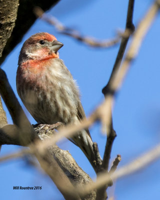 5F1A2898 House Finch.jpg