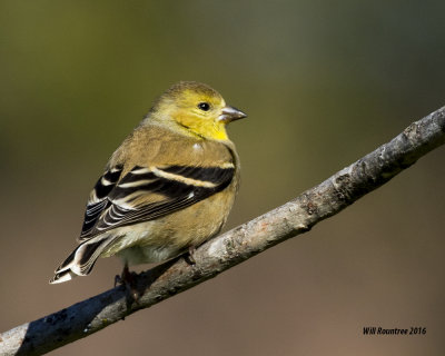 5F1A2905 American Goldfinch.jpg