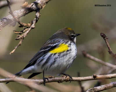 5F1A2913 Yellow-rumped Warbler.jpg