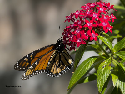 5F1A2979 Monarch.jpg