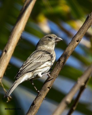 5F1A2983 House Finch f.jpg