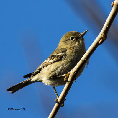 5F1A3014 Pine Warbler 1st yr.jpg