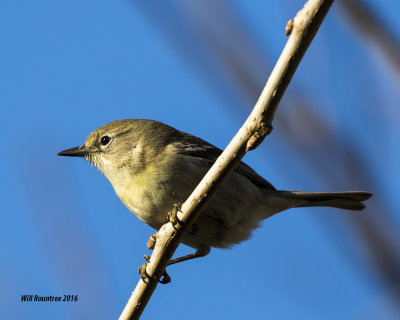 5F1A3018 Pine Warbler 1st yr.jpg
