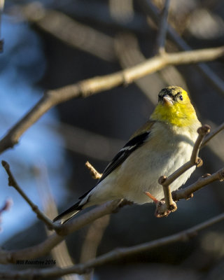 5F1A3065 American Goldfinch.jpg