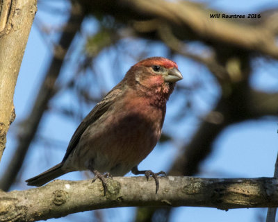 5F1A3124ouse Finch m.jpg