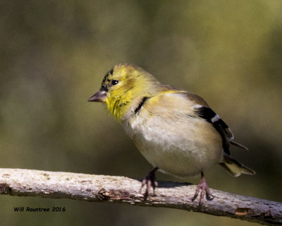 5F1A3136 American Goldfinch.jpg