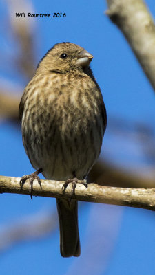 5F1A3161 House Finch f.jpg