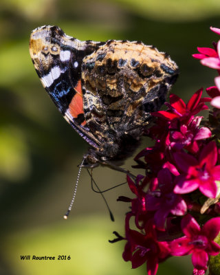 5F1A3163 Red Admiral.jpg