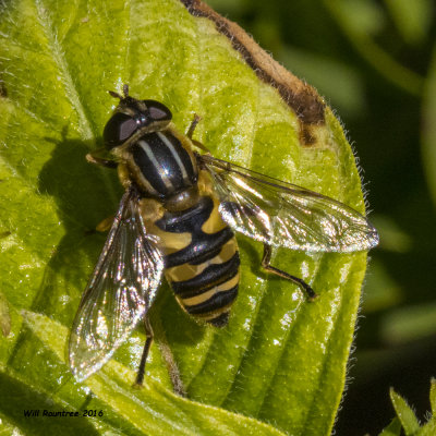 5F1A3366 Bee Fly.jpg