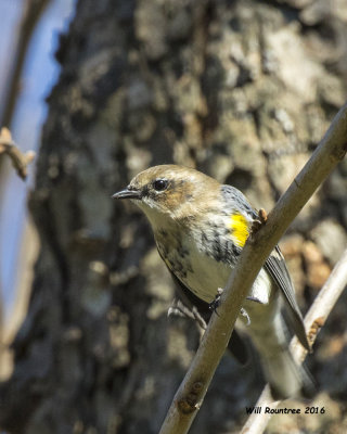 5F1A3439 Yellow-rumped Warbler.jpg