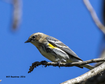 5F1A3453 Yellow-rumped Warbler.jpg