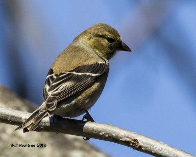 5F1A3488 American Goldfinch.jpg