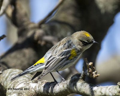 5F1A3536 Yellow-rumped Warbler.jpg