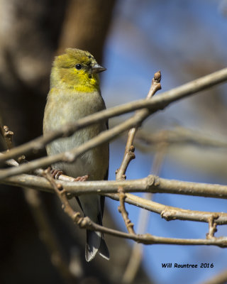 5F1A3551 American Goldfinch.jpg