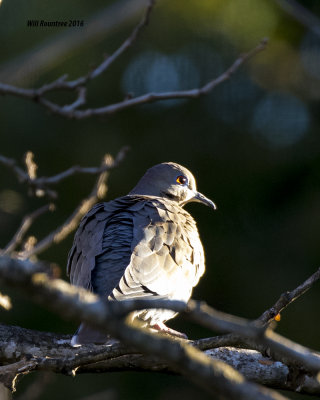 5F1A3584 White-wing Dove.jpg