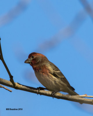 5F1A3693 House Finch.jpg
