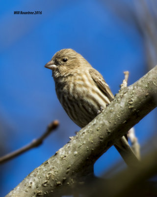 5F1A3747 House Finch.jpg