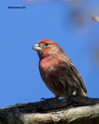5F1A3776 House Finch.jpg