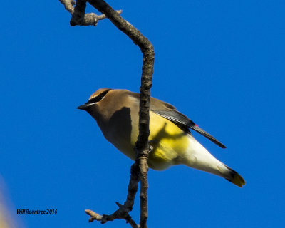 5F1A3786 Cedar Waxwing.jpg