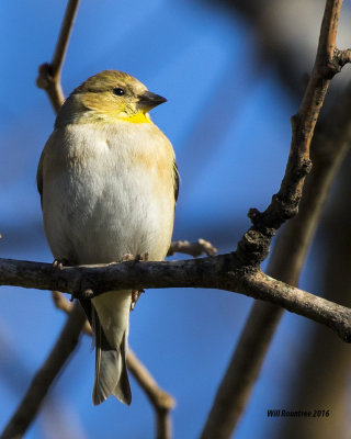 5F1A3817 American Goldfinch.jpg