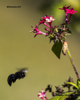 5F1A3838 Southern Carpenter Bee.jpg