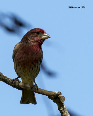 5F1A3908 House Finch.jpg