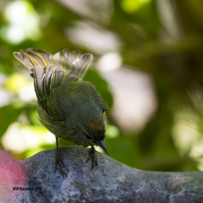 5F1A3846 Orange-crowned Warbler.jpg