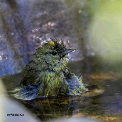 5F1A3870 Orange-crowned Warbler.jpg