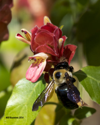 5F1A4044 Eastern Carpenter Bee.jpg