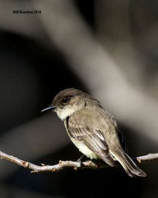 5F1A4069 Eastern Phoebe.jpg