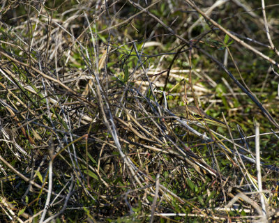 5F1A4084 American Bittern.jpg