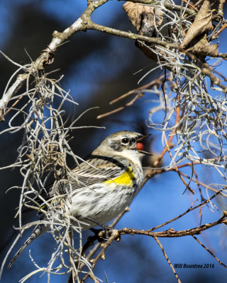 5F1A4108 Yellow-rump Warbler.jpg